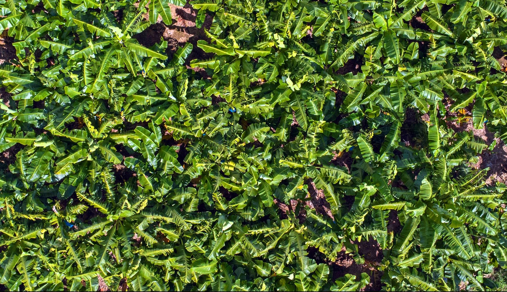 Dense green banana leaves