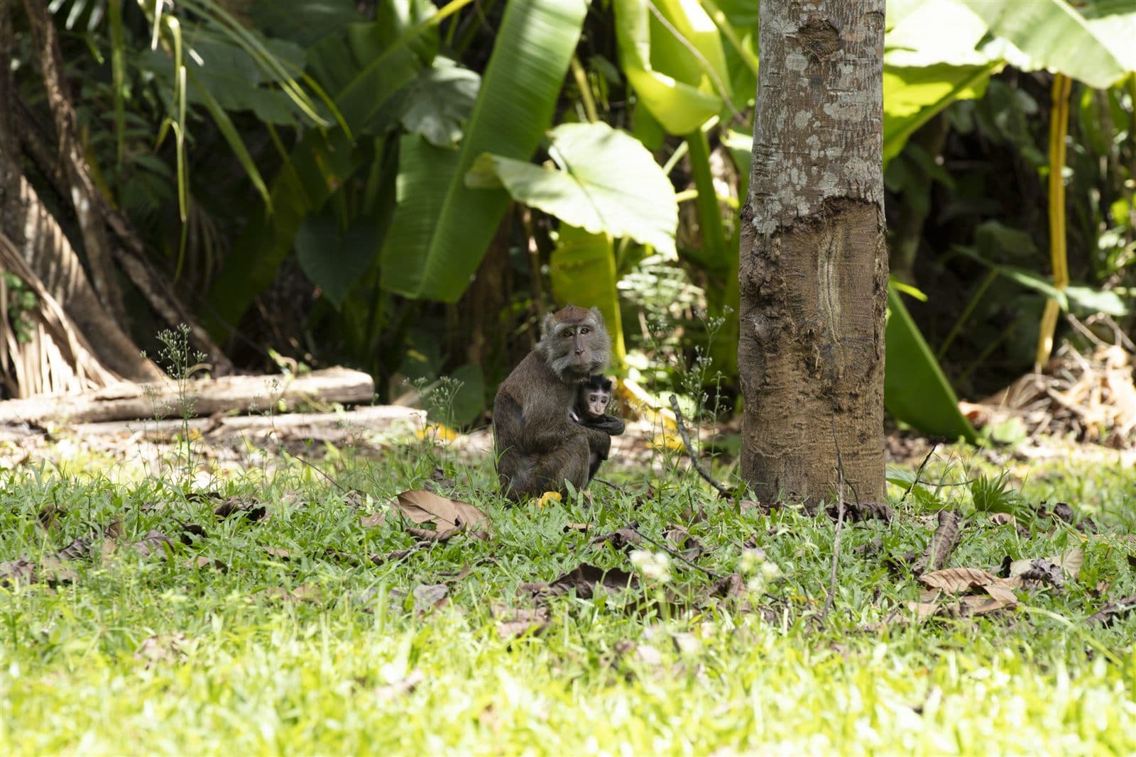 Monkeys resting beneath banana trees inside the Hijo estate forest